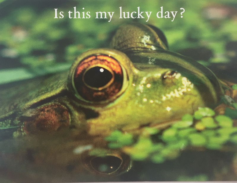 SnappedUp Linky Postcard