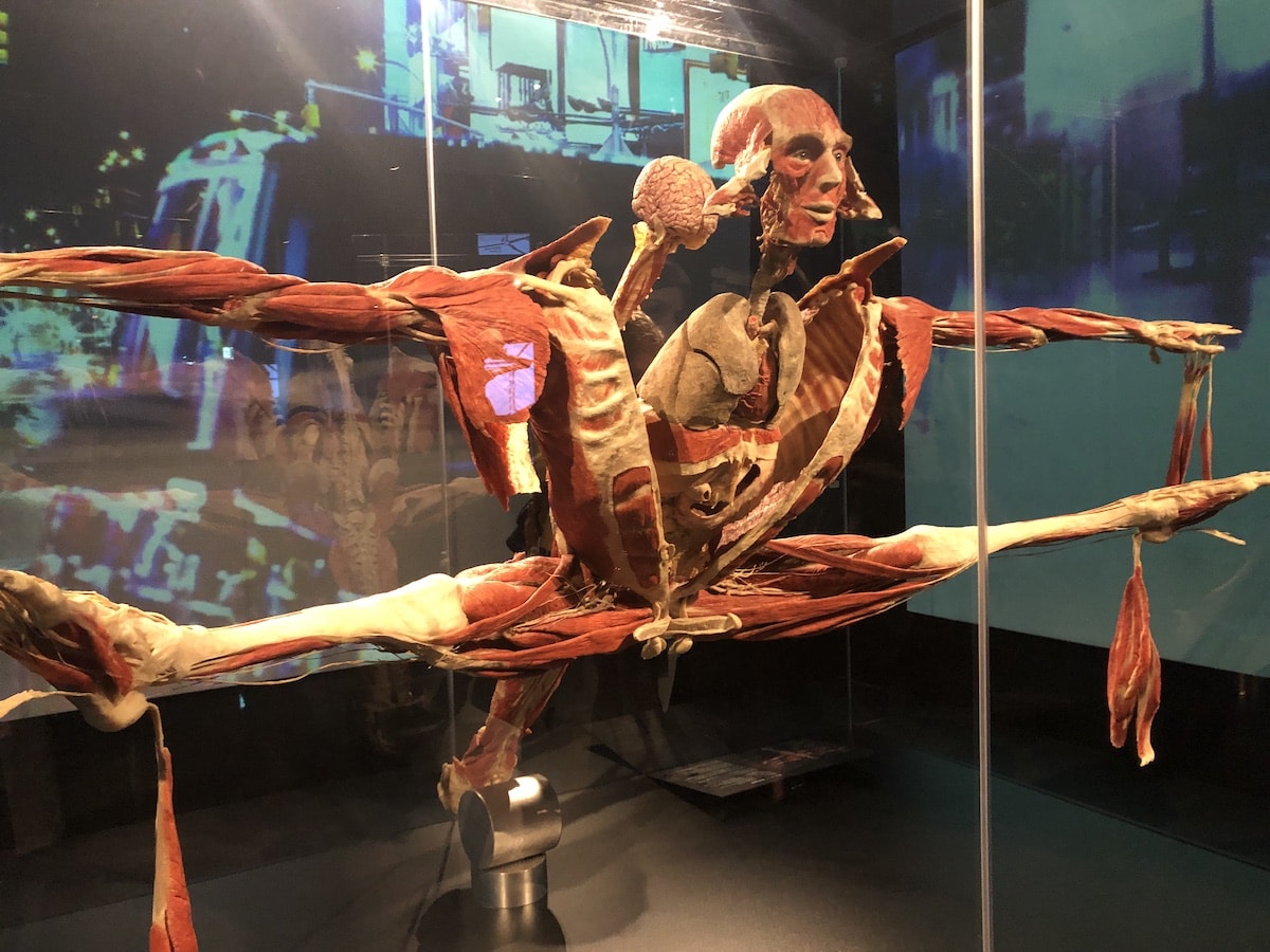 Body Worlds London Review