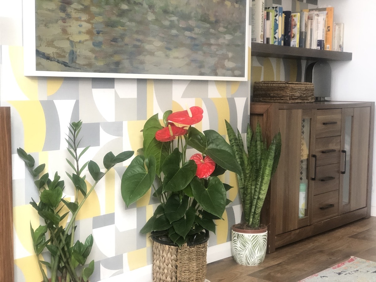 My new living room plants 